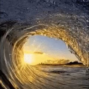 Meet your Posher, Roy